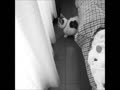 蛾VS猫のこつぶ 蛾VS猫のこつぶ