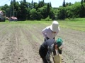 孫手伝いでの農作業、枝豆植え付け 孫手伝いでの農作業、枝豆植え付け