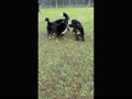 トシトシ&クララちゃん&エマちゃん トシトシ&クララちゃん&エマちゃん